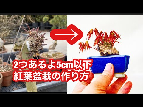 Видео: Их два Как сделать небольшой осенний бонсай 5 см или меньше Можно сделать два маленьких осенних