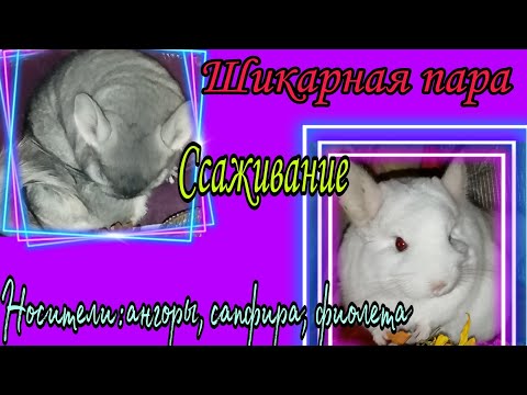Видео: Ссаживание шиншилл/Разнополых