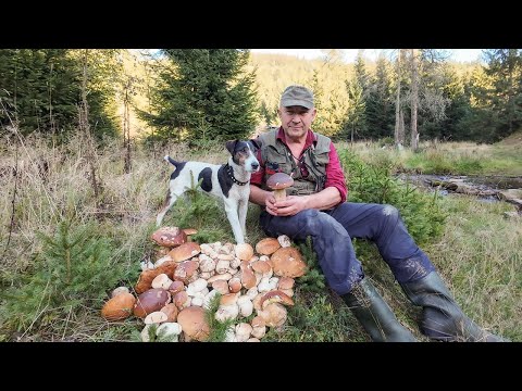 Видео: Дощ грибнику в радість! Мокрий, але з білими грибами...