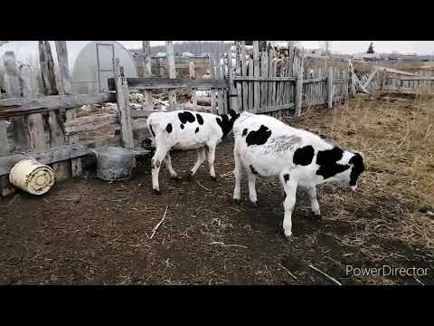 Видео: Бычки в 4 месяца