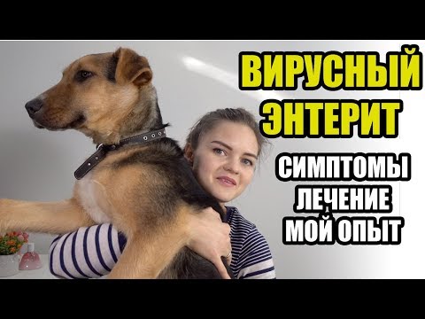 Видео: Парвовирусный энтерит у собак. НАШ ОПЫТ
