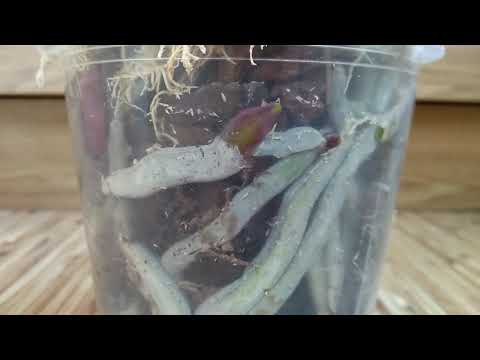 Видео: РАЗБУДИ орхидеи СРАЗУ! ЦВЕТЕНИЕ орхидеи БЕЗ ГРАНИЦ! КОРНИ орхидеи ЛЕЗУТ С ПАЗУХ листьев! 👍 орхидеи!