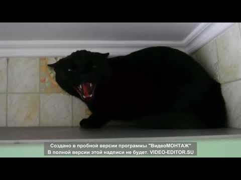 Видео: Очень Злые Коты!