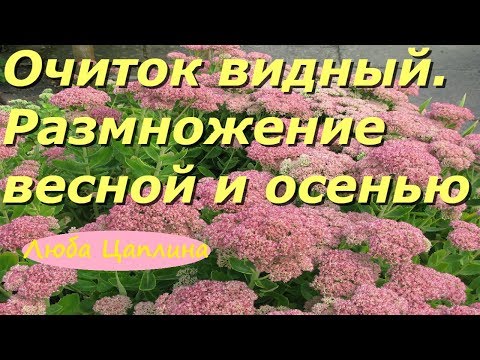 Видео: Очиток видный. Размножение весной и осенью.
