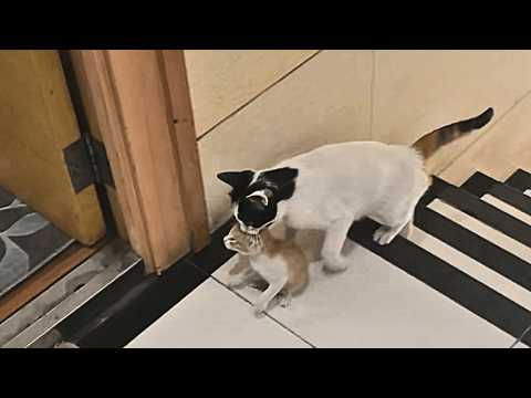 Видео: Бездомная кошка, два года кормимая девушкой, принесла ей котят, надеясь, что она их вырастит.