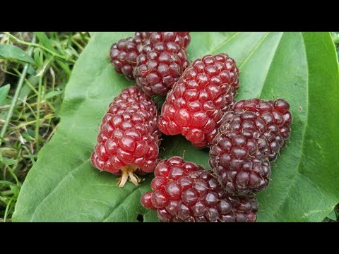 Видео: Ожино-малиновий гібрид "Тайбері"