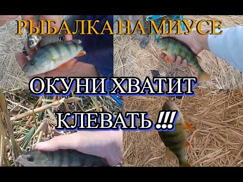 Видео: Мощный Клёв Окуней! Рыбалка На МИУСЕ". Клёв Карасей и Злых Окуней