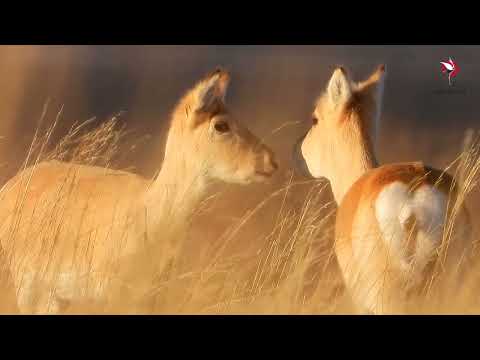 Видео: Даурский заповедник