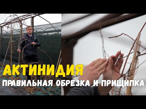 Видео: Как правильно обрезать актинидию. Актинидия Коломикта и актинидия Аргута: посадка и уход.