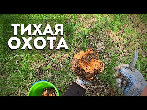 Видео: Пока рыба не ловится, поехал собирать грибы. Тихая охота в июле.