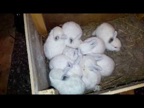 Видео: Убираю маточники//Крольчатам 20 дней//Потеря крольчёнка(((