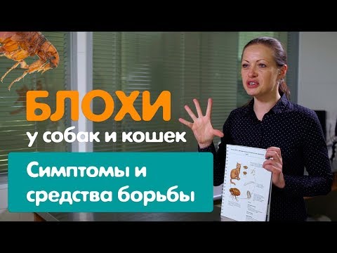 Видео: Блохи у собаки и кошки.  Виды, основные признаки, средства борьбы и меры профилактики