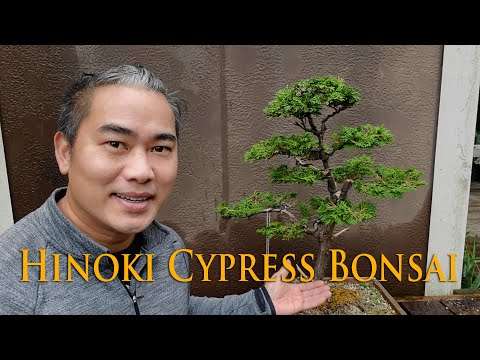 Видео: Кипарис Хиноки №2. Бонсай. Прогрессия