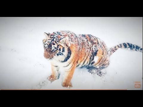 Видео: Львица Боня или как Фёдорову хотелось славы Карена Даллакяна!