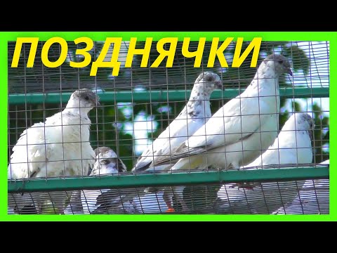 Видео: Как приучаю молодых голубей