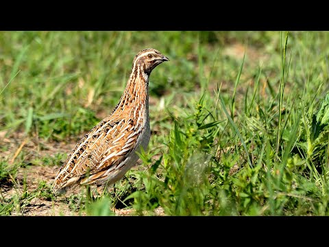 Видео: Охота на перепела 2022г