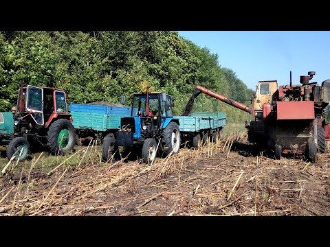 Видео: Уборка подсолнуха 2017 ЛГ 5580  Эксперимент с Микроэлементами #СельхозТехника ТВ