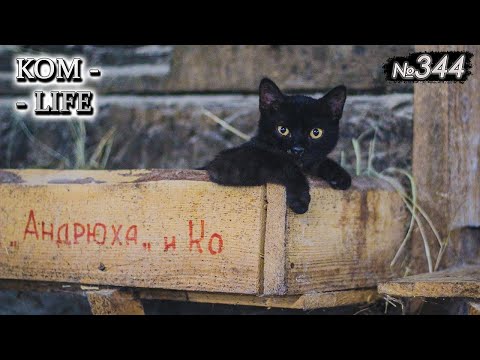 Видео: Чёрный кот выселяет Шныренко