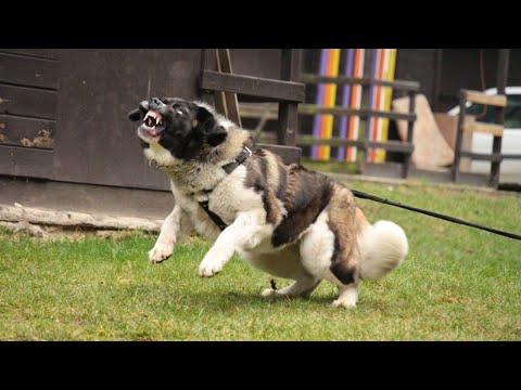 Видео: МОСКОВСКАЯ СТОРОЖЕВАЯ В ДЕЛЕ... На что способен этот огромный пёс