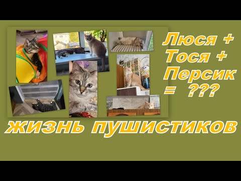 Видео: ВЛОГ:  ТОЛЬКО ПУШИСТЫЕ  ЛЕТНИЕ ДЕНЬКИ...