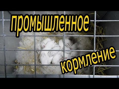 Видео: Кормление крольчат раз в сутки. Промышленный метод кормления (видео 6)