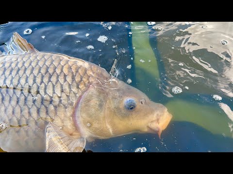 Видео: КАРПФИШИНГ 2025! Ловля карпа весной на водоеме Орлеан! Рыбалка весной на карпа часть 2