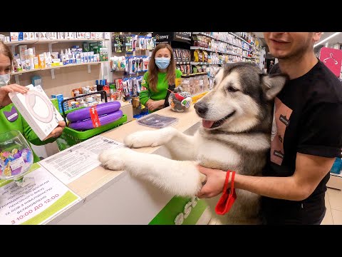 Видео: ПОКУПАЮ ВСЁ до чего дотронется Моя Собака - День Рождения Лекси!