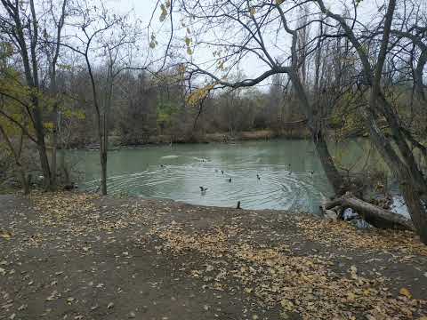 Видео: Alice Fromm - Форма жизни (Аура cover)