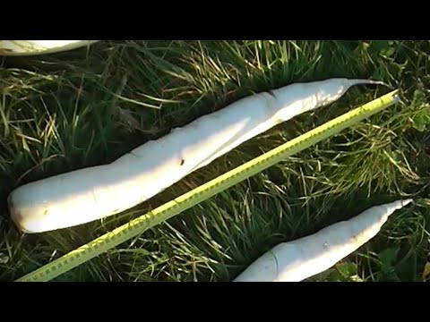 Видео: Как выращиваю дайкон