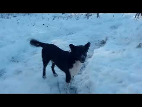 Видео: уборка снега, проверка газоблока...