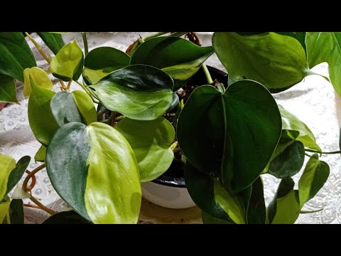 Видео: Обзор моих филодендронов. Первая десятка.