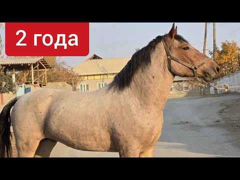 Видео: Зор Өспүрүм Ноокат Центрден Чыкты 