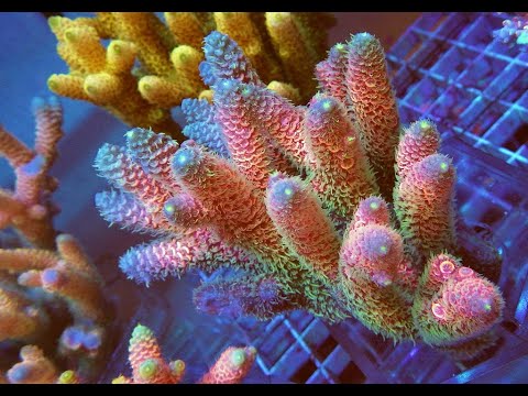 Видео: "Рифовый Аквариум" Аквакультурные Кораллы. Часть 24