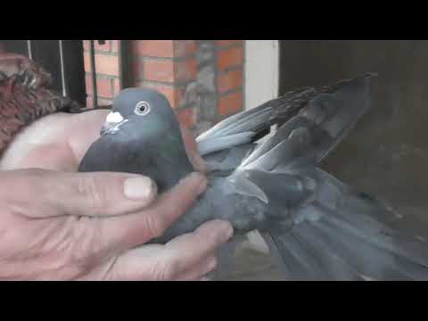 Видео: Как можно получить с одного голубя за две недели 8 яиц    25 02 22г