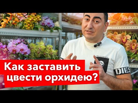 Видео: ОРХИДЕЯ ПЫШНО ЦВЕТЕТ КРУГЛЫЙ ГОД! Простой прием, который заставит зацвести любую орхидею