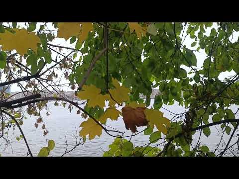 Видео: Места силы - Золотая речка. 