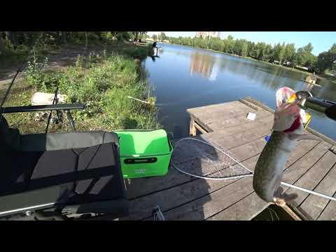 Видео: Мой щучий путеводитель по озеру Королёк с воблерами TSUYOKI и не только.