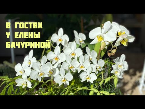 Видео: Поход в гости к Елене Бачуриной и немного моих орхидей.