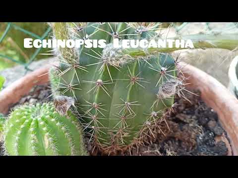 Видео: Cactus 🌵 Echinopsis Leucantha. Кактус эхинопсис.