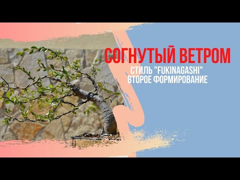 Видео: Стили бонсай. Как вырастить бонсай в стиле Фукинагаши(Fukinagashi) - Дерево согнутое ветром.