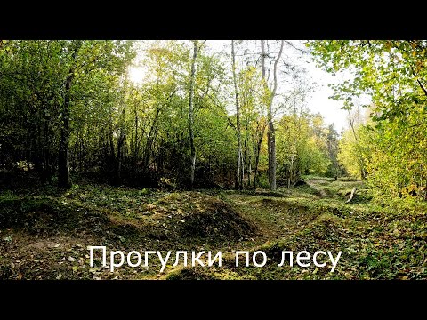 Видео: Прогулки по лесу | Иду на горки. Вело трассу окашивают к зиме.