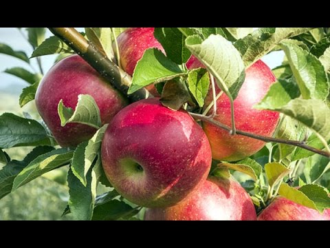 Видео: Вячаслаў Адамчык "Салодкія яблыкі". Заключныя главы.