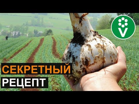 Видео: Сделайте ЭТО для КРУПНОЙ ГОЛОВКИ ЧЕСНОКА!