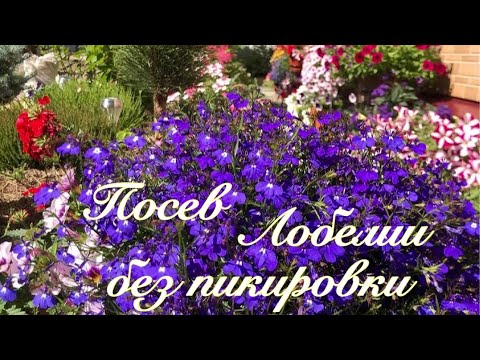 Видео: Сею🌱 ЛОБЕЛИЮ 🌱удобным способом 🌱БЕЗ ПИКИРОВКИ🌱