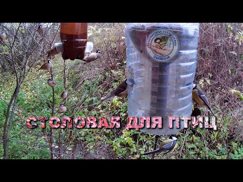 Видео: Кормушка с семечками и просо 27 октября 2025 года (06)