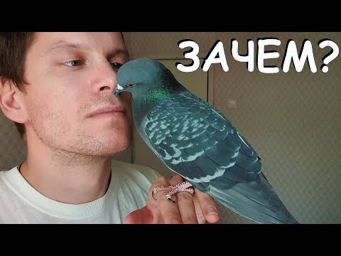 Видео: Зачем ты держишь лётных птиц в квартире? Выпусти их на волю!