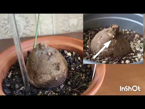 Видео: Обзор цветов. 27.06.2024.