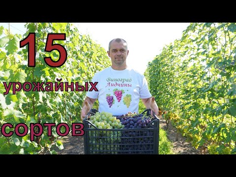 Видео: Самые урожайные сорта винограда . Сезон 2024г.