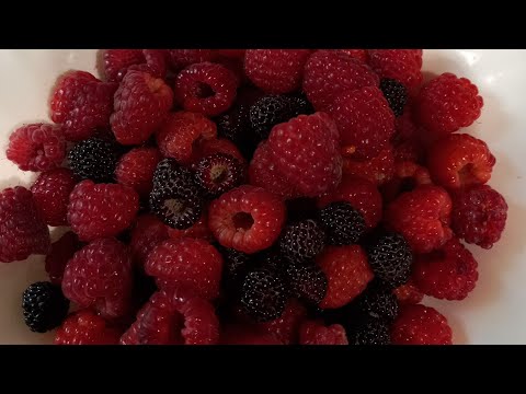 Видео: Посадка малины на доращивание в контейнер.