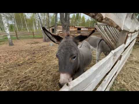 Видео: Парк-отель "МАЗАЙ" место, где оживают сказки.
